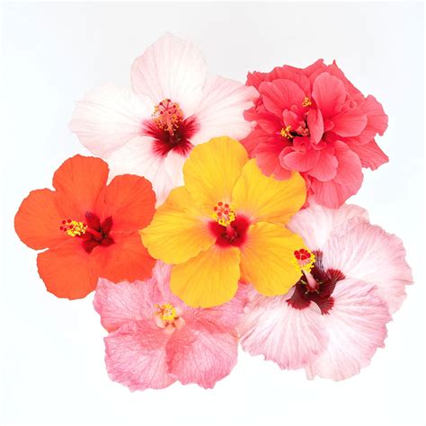 Hibiscus Flower Bouquet | Extra Large | Colour Photo Print ...