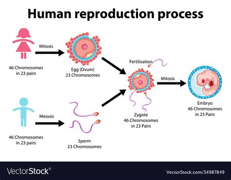 Human Reproduction Steps 的图像结果