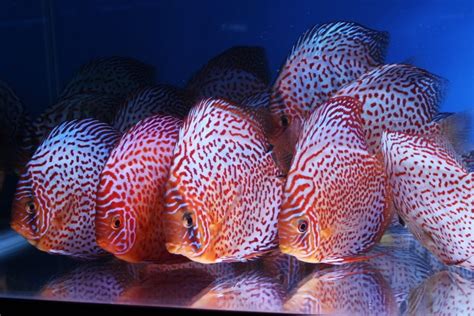 Image result for Red Leopard Discus