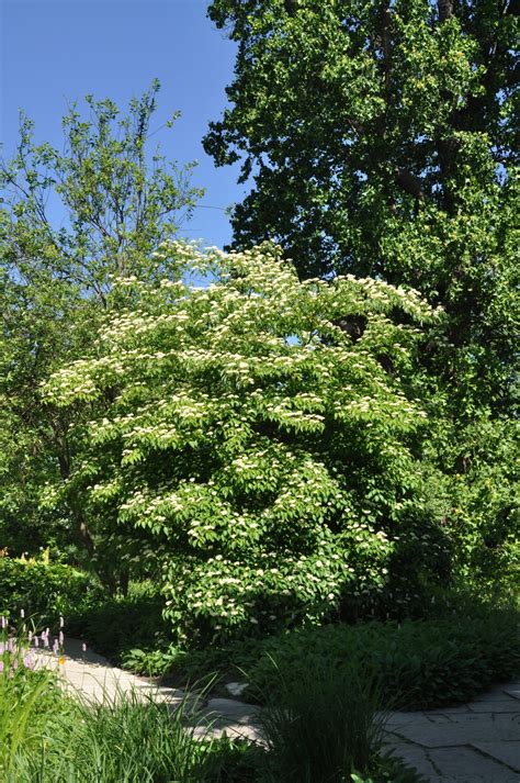 Cornus alternifolia | Pagoda dogwood - Van den Berk Nurseries