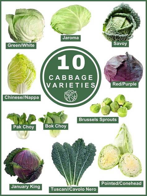 Chinese Cabbage Varieties Ramgo Seeds | Chinese Cabbage 1g – Pest