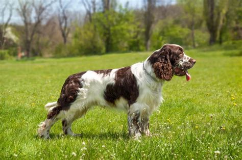 Image result for Springer Spaniel Dogs