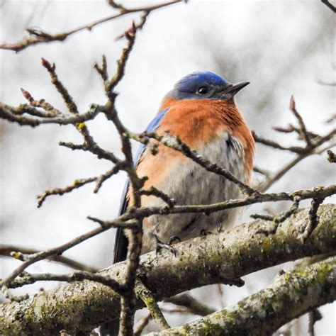 Eastern bluebird in Dayton Ohio : r/birding