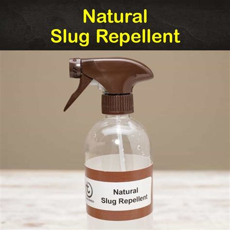 Image result for Homemade Slug Control