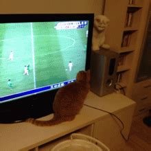 Image result for GIF Programming Random