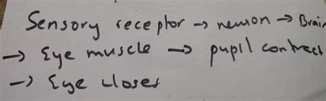 Trace the sequence of events which occur when a bright light is ...