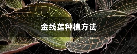 金线莲种植方法 - 花百科