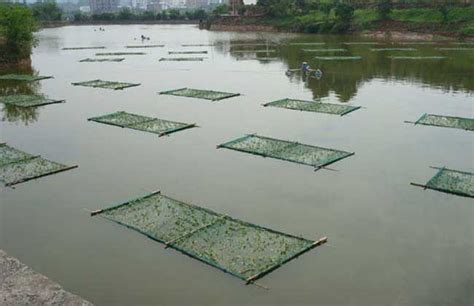 一亩面积的鱼塘需要放养多少鱼苗为好？_科普中国网