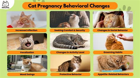 Behavior Of Pregnant Cat
