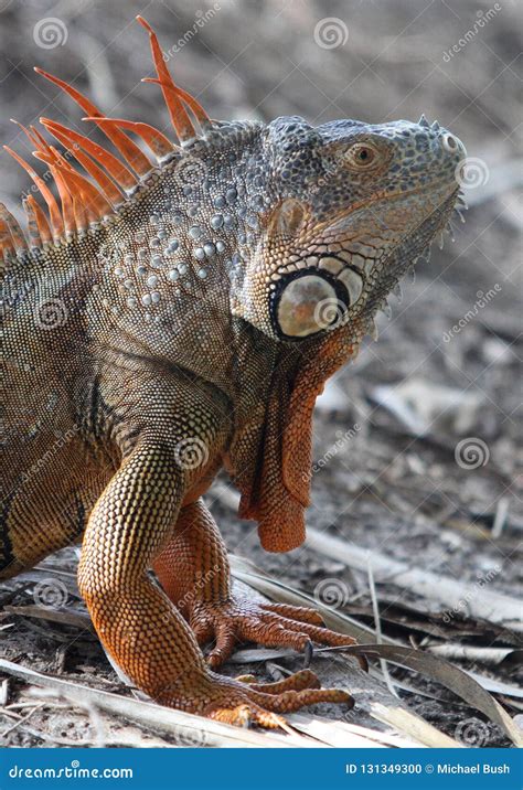 American Iguana in South Florida Stock Photo - Image of central, iguana: 131349300