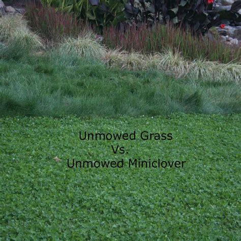 Microclover Lawn 的图像结果