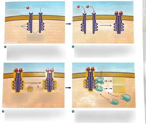 Image result for RTK Pathway Steps