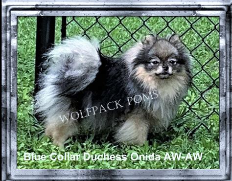 Full Grown Wolf Sable Pomeranian