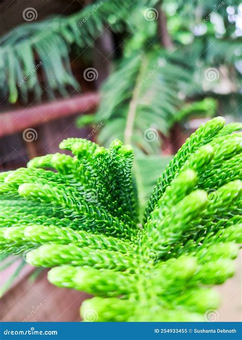 Leaf of a Norfolk Island Pine Plant Stock Image - Image of growth ...