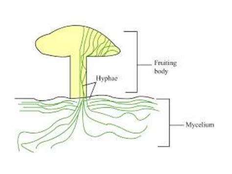 Fungi Cell Structure 的图像结果