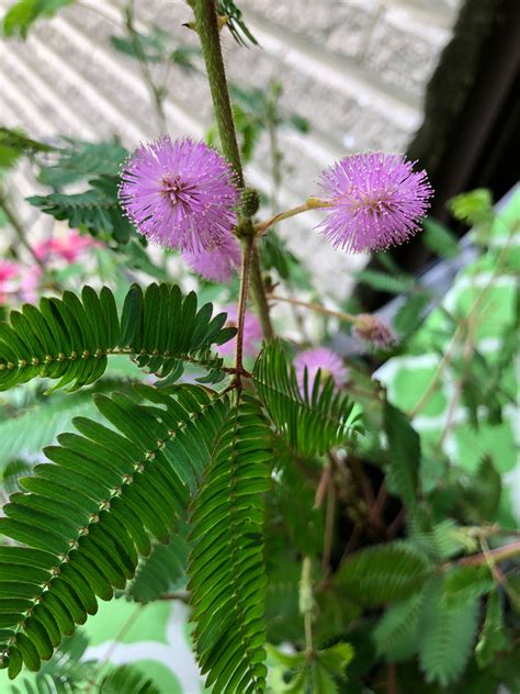 10 Mimosa Pudica Sensitive Plant Seeds | Etsy