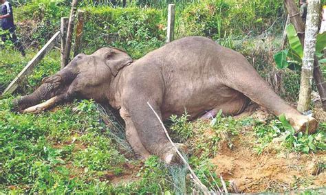 20-year-old wild tusker dies of electrocution in the Nilgiris