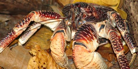 Giant Coconut Crabs Amelia Earhart