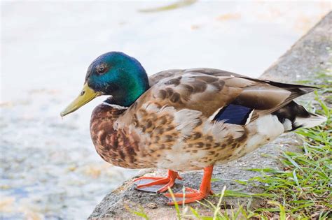 What Are Duck Feet Called? (Duck Feet Name & Facts)