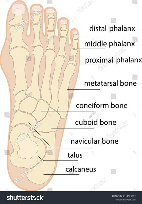 Foot Bones Anatomy