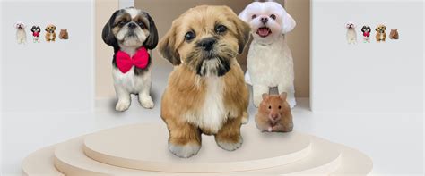 Best Pet Salon service in Jaipur | Pet Hair Cut in Jaipur