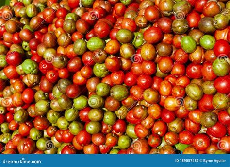 Jocotes in Guatemala, Tropical Fruit, Spondias Purpurea. Central ...