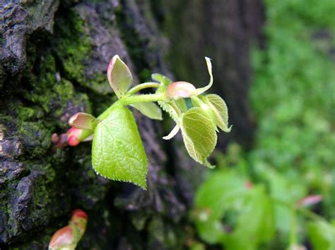 Tree Growth 的图像结果