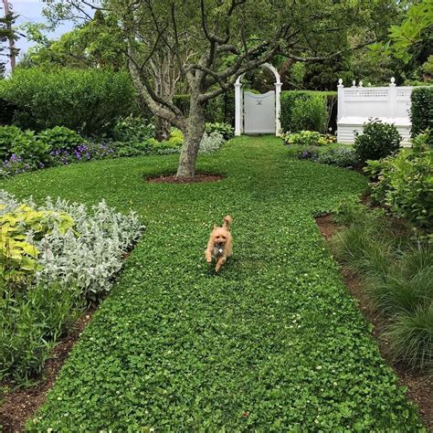 The Complete Guide to Clover Lawns: Benefits, Care, and How to Plant One