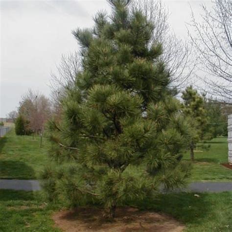 Buy Casuarina Equisetifolia, Australian pine tree - 0.5 kg Seeds online ...