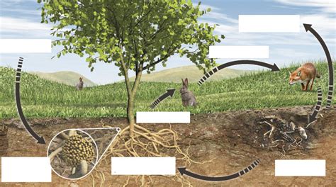 Ecosystem Cycle 的图像结果