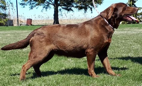 Image result for Adult Labrador