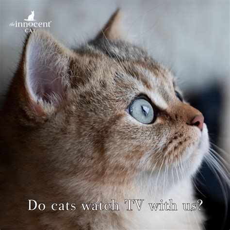 Do Cats Watch TV with Us? – The Innocent Hound
