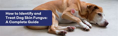 How to Identify and Treat Dog Skin Fungus – K9 Vitality