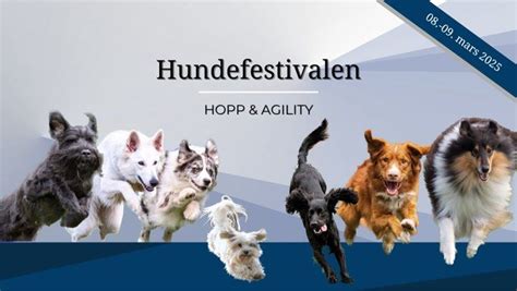 Drammen Hundefestival 2025 - Hopp & Agility, Mjøndalshallen, Drammen, 8 ...