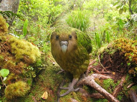 Kakapo: el loro capaz de vivir hasta 90 años 🦜 - Chismes Today