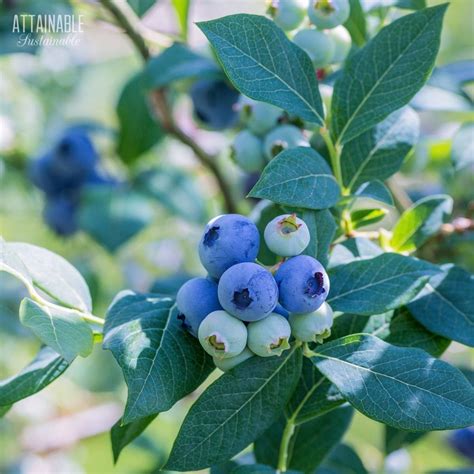 Blueberry On Plant