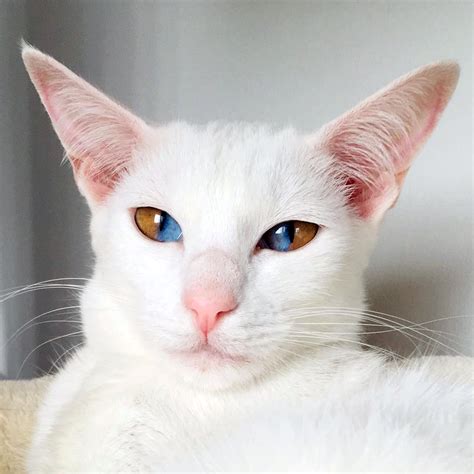 Meet This Stunning White Cat With Rare Genetic Condition That Has Striking Two-Colored Eyes