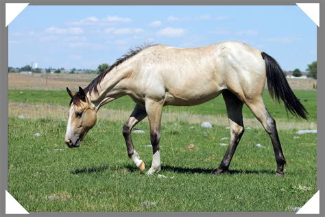 Buckskin Roan : Roan River Ranch Quarter Horses: 09 Reining Bred ...