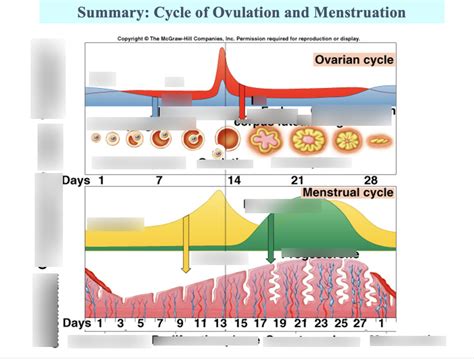 Cycle of Ovulation and Menstruation Diagram | Quizlet