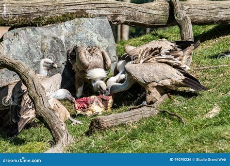Closeup of Group of European Vultures Eating Carcass of Meat Stock Photo - Image of european ...