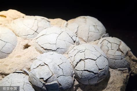 中国罕见恐龙蛋化石存完整胚胎，引起科学家新猜测_腾讯新闻