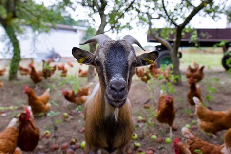 Free Images : goats, wildlife, snout, livestock, cow goat family, organism, herd, grass, working ...