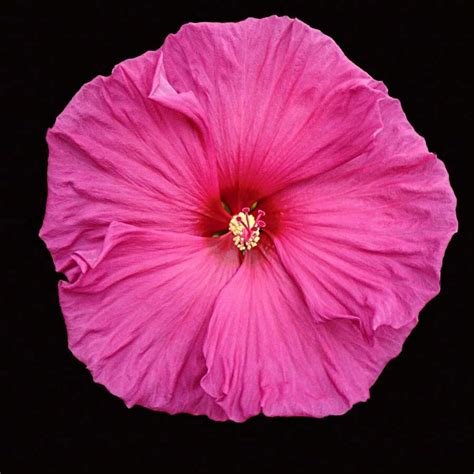Hibiscus Color Megamix Garden See.Ds: 100+ Breathtaking Blooms & Fast ...