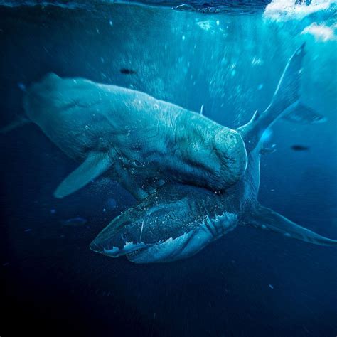 Blue Whale Compared To Megalodon