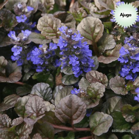 Quick Guide to Shade Loving Plants - Garden Guy, Inc