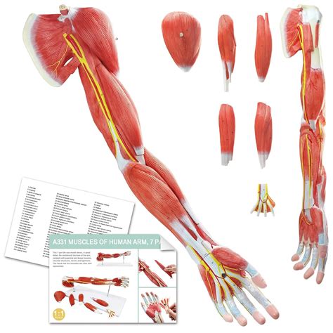 EVOTECH SCIENTIFIC Human Anatomical Muscular Arm India | Ubuy