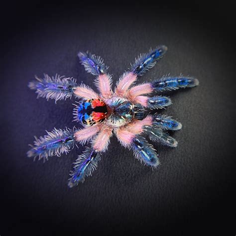 Typhochlaena seladonia — The Tarantula Collective