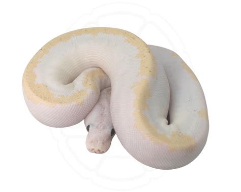 Image result for Super Fire Ball Python
