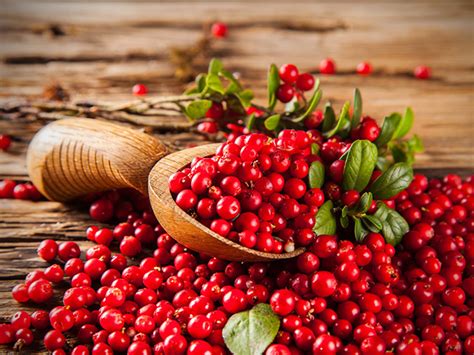 Cranberry Fruit Plant (Vaccinium subg. Oxycoccus) – veliyathgardens