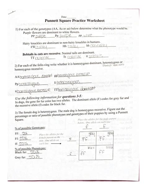 SOLUTION: SCB101 Punnett Square Practice Worksheet - Studypool ...